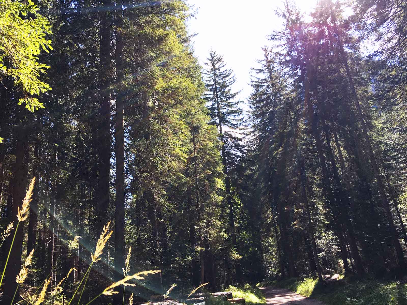 Somadida la foresta del Cadore