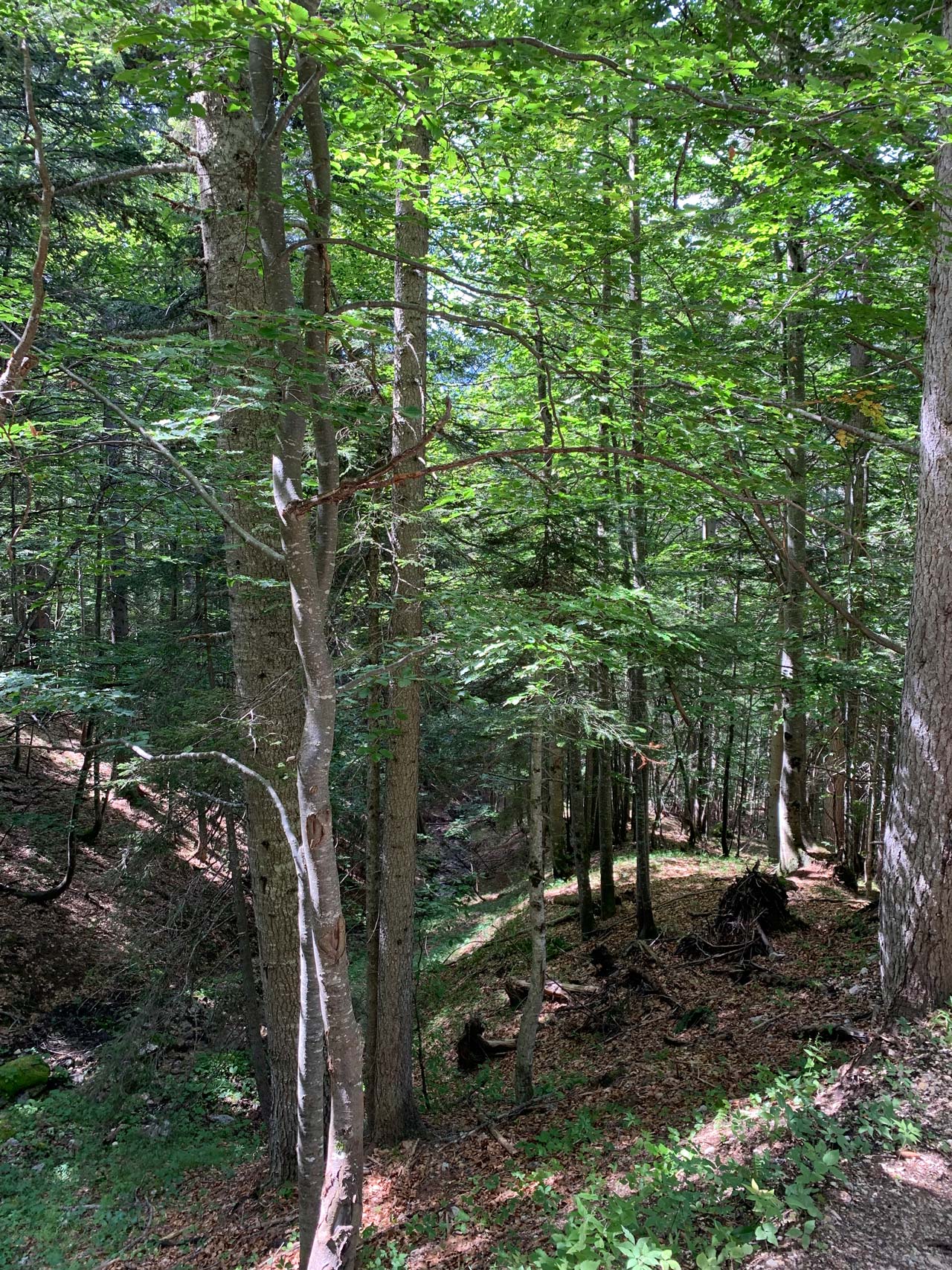 auronzo-malda-maraia-dal-cristallo-sentiero-120d-10-bosco