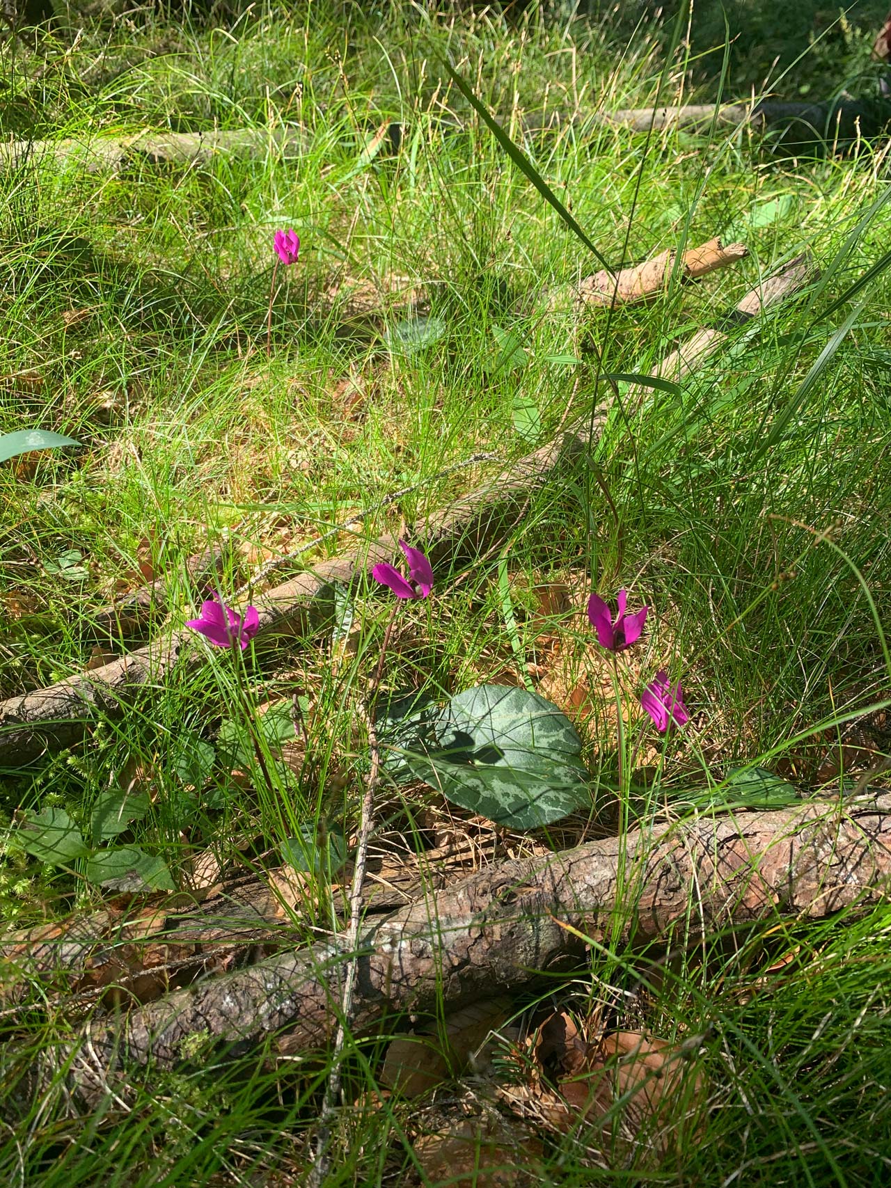 piani-namos-auronzo-ciclamino