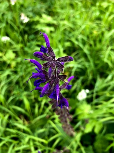 Salvia comune