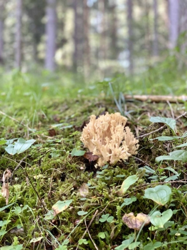 Pralongo - Auronzo bosco e funghi velenosi